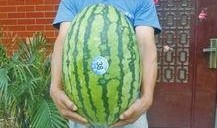 热门大瓜每日大赛